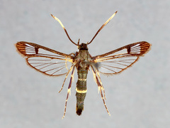 Synanthedon pyri