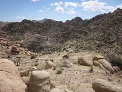 Linanthus bernardinus