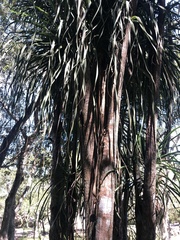 Beaucarnea recurvata