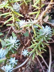 Sedum griseum
