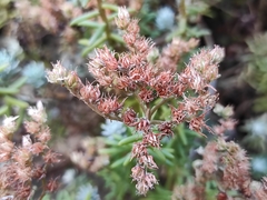 Sedum griseum
