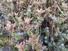 Sedum griseum