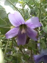 Malva lindsayi