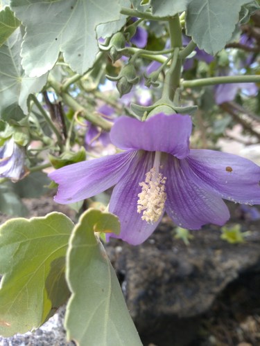 Malva lindsayi