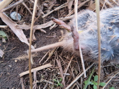 Microtus ochrogaster