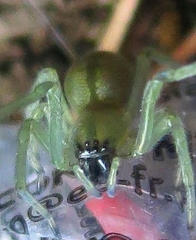 Cheiracanthium virescens