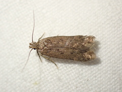 Bryotropha
