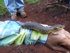 Gerrhonotus ophiurus