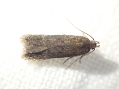 Bryotropha