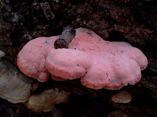 Coral-pink Merulius