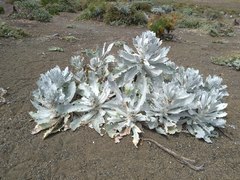 Stephanomeria guadalupensis