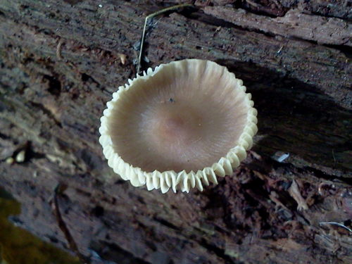 Common Gilled Mushrooms and Allies