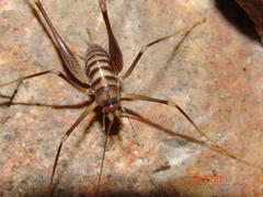 Dolichopoda