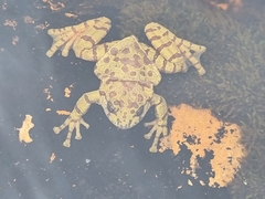 Heleophryne purcelli