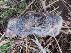 Microtus ochrogaster