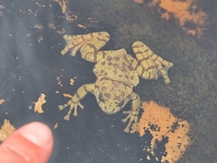 Heleophryne purcelli