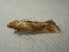 Epermenia illigerella