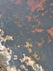 Heleophryne purcelli