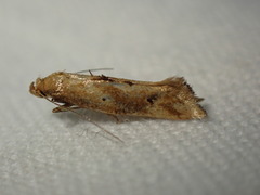 Epermenia illigerella