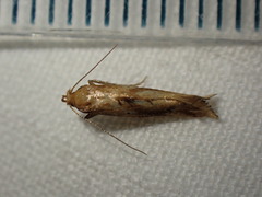 Epermenia illigerella