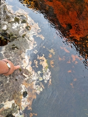 Heleophryne purcelli