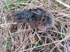 Microtus ochrogaster