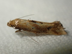 Epermenia illigerella