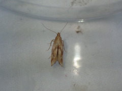 Epermenia illigerella