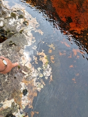 Heleophryne purcelli