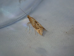 Epermenia illigerella