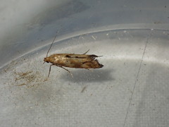 Epermenia illigerella