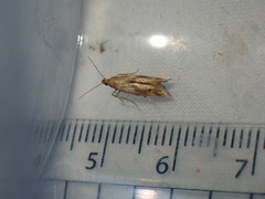 Epermenia illigerella