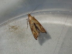 Epermenia illigerella