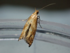 Epermenia illigerella