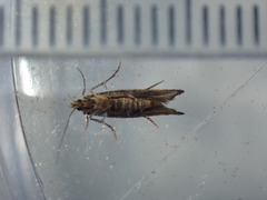 Epermenia illigerella