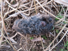 Microtus ochrogaster