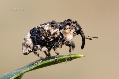 krytonos jelšový (Cryptorhynchus lapathi)
