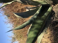 Agave atrovirens