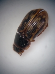 Pardalosus pardalis