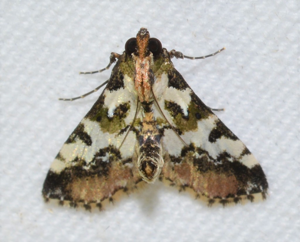 Milgithea suramisa