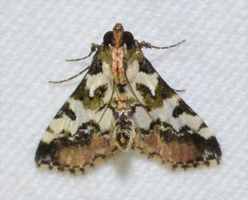 Milgithea suramisa