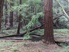 Sequoia sempervirens