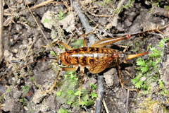 Ceuthophilus brevipes