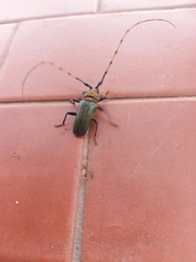 Retrachydes thoracicus