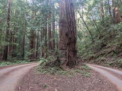 Sequoia sempervirens