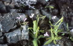 Pinguicula longifolia