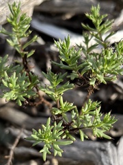 Bajacalia tridentata