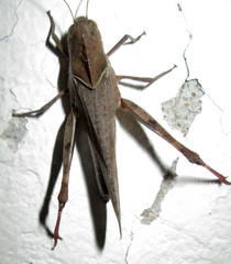 Humbe tenuicornis