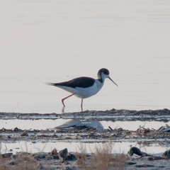 Himantopus himantopus