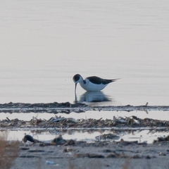 Himantopus himantopus